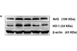 Comparison of Nrf2 and HO-1 protein and mRNA levels in the brains of mice among the groups. (HMOX1 Antikörper  (AA 1-288))