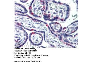 Immunohistochemistry with Human Placenta lysate tissue at an antibody concentration of 5. (SIN3A Antikörper  (N-Term))