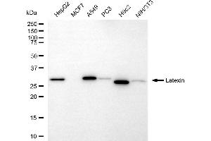 Western blotting analysis using latexin antibody (ABIN7799238). (Latexin Antikörper)