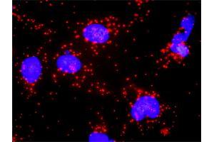 Proximity Ligation Analysis of protein-protein interactions between FADD and BID. (FADD Antikörper  (AA 1-208))