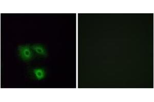Immunofluorescence analysis of A549 cells, using OR5H1 Antibody. (OR5H1 Antikörper  (AA 262-311))