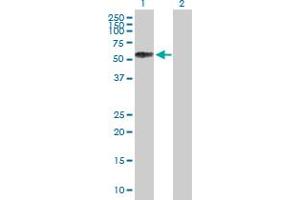 Western Blot analysis of SELL expression in transfected 293T cell line by SELL MaxPab polyclonal antibody. (L-Selectin Antikörper  (AA 1-372))