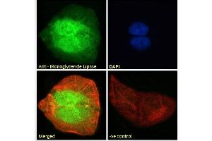ABIN334436 Immunofluorescence analysis of paraformaldehyde fixed U2OS cells, permeabilized with 0. (MGLL Antikörper  (Internal Region))