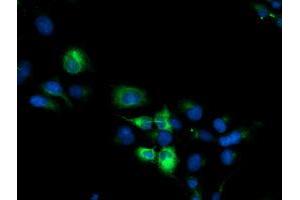 Anti-CYP2B6 mouse monoclonal antibody (ABIN2455580) immunofluorescent staining of COS7 cells transiently transfected by pCMV6-ENTRY CYP2B6 (RC217236). (CYP2B6 Antikörper)