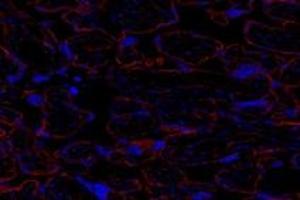 Immunofluorescent analysis of paraformaldehyde-fixed human placenta using GNE (ABIN7074056) at dilution of 1: 600 (GNE Antikörper)