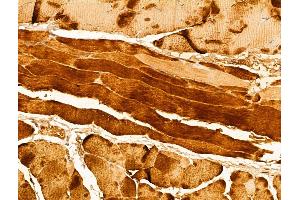ABIN6262991 and ABIN6273004 at 1/100 staining Mouse skin tissue by IHC-P. (Leiomodin 1 Antikörper  (C-Term))
