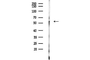 Western blot analysis of lysates from PC12 cells, using KCNS2 Antibody at 1/1000 dilution.