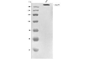 Western blot analysis of RANBP2 using anti-RANBP2 antibody (ABIN7602650). (RANBP2 Antikörper  (AA 906-2744))