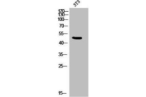 Western Blot analysis of 3T3 cells using Phospho-IL-8Rβ (S347) Polyclonal Antibody (CXCR2 Antikörper  (pSer347))