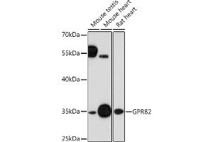 Western blot analysis of extracts of various cell lines, using GPR82 Rabbit pAb (ABIN7267312) at 1:1000 dilution. (GPR82 Antikörper  (AA 1-100))