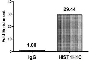 Chromatin Immunoprecipitation Hela (4*10 6 ) were treated with Micrococcal Nuclease, sonicated, and immunoprecipitated with 5 μg anti-HIST1H1C (ABIN7139589) or a control normal rabbit IgG. (HIST1H1C Antikörper  (meLys118))