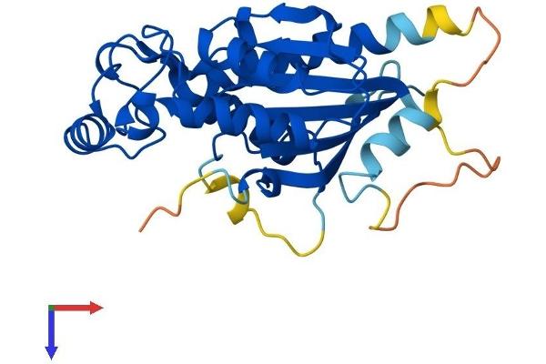 TIGAR Protein (AA 1-269) (His tag)