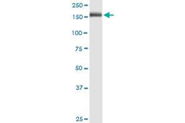 Macrophage Mannose Receptor 1 Antikörper  (AA 22-130)