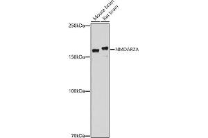 Western blot analysis of extracts of various cell lines, using NMDA antibody (ABIN1681064, ABIN3015387, ABIN3015389 and ABIN6214028) at 1:1000 dilution. (NMDAR2A Antikörper  (AA 1130-1400))