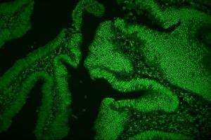 IF analysis of hnRNP D/AUF1/HNRNPD using anti-hnRNP D/AUF1/HNRNPD antibody (ABIN7602591).