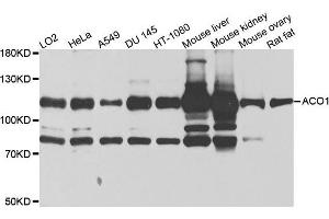 Western blot analysis of extracts of various cells, using ACO1 antibody. (Aconitase 1 Antikörper)