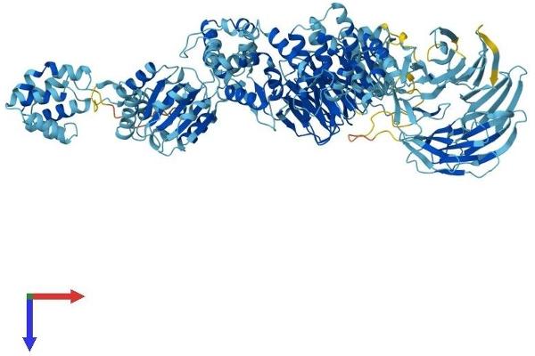 APAF1 Protein (AA 1-1249) (His tag)