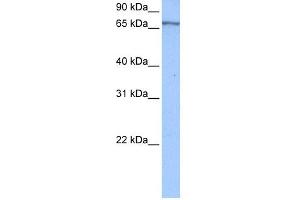 Western Blotting (WB) image for anti-Poly(A) Binding Protein, Cytoplasmic 4 (Inducible Form) (PABPC4) (Middle Region) antibody (ABIN2778873)