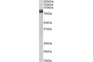 ABIN184659 (0. (Cortactin Antikörper  (N-Term))