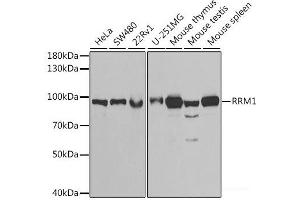 Western blot analysis of extracts of various cell lines using RRM1 Polyclonal Antibody at dilution of 1:1000. (RRM1 Antikörper)