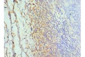 Immunohistochemistry of paraffin-embedded human tonsil tissue using ABIN7154323 at dilution of 1:100 (Golgin A2 (GOLGA2) (AA 20-300) Antikörper)