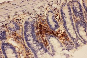 Anti-ICAM1 Picoband antibody,  IHC(P): Rat Intestine Tissue (ICAM1 Antikörper  (AA 198-537))