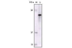 Western blot analysis using FES mouse mAb against truncated FES recombinant protein. (FES Antikörper  (AA 613-822))