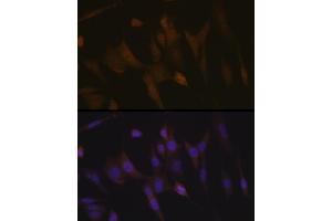 Immunofluorescence analysis of NIH-3T3 cells using Transportin 3 (Transportin 3 (TNPO3)) Rabbit mAb (ABIN7270971) at dilution of 1:100 (40x lens). (Transportin 3 Antikörper)