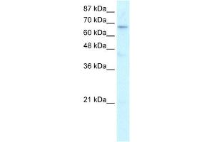 WB Suggested Anti-HR Antibody Titration:  0. (Hairless Antikörper  (N-Term))