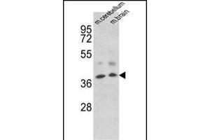 Western blot analysis of EN2 Antibody (C-term) f in mouse cerebellum, brain tissue lysates (35 μg/lane). (EN2 Antikörper  (C-Term))