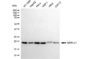 anti-Mitochondrial Ribosomal Protein L11 (MRPL11) antibody