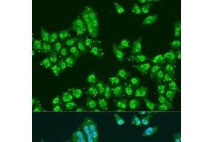 Immunofluorescence analysis of U2OS cells using THOC1 Polyclonal Antibody at dilution of 1:100. (THOC1 Antikörper)