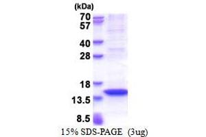 MX2 Protein (AA 626-715) (His tag)