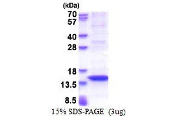 MX2 Protein (AA 626-715) (His tag)