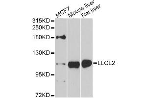Western blot analysis of extracts of various cell lines, using LLGL2 antibody (ABIN5975836) at 1/1000 dilution. (LLGL2 Antikörper)