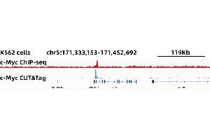 Image no. 5 for anti-Myc Proto-Oncogene protein (MYC) antibody (ABIN7268711)