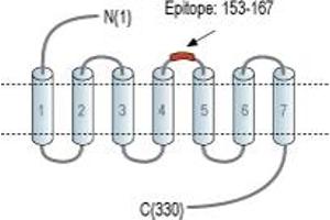 Representative domain view of the target of ABIN7884954.