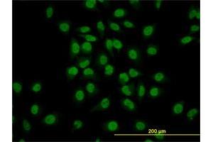 Immunofluorescence (IF) image for anti-GATA Binding Protein 2 (GATA2) (AA 1-102) antibody (ABIN561006)