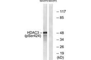 Western blot analysis of extracts from NIH-3T3 cells, using HDAC3 (Phospho-Ser424) Antibody. (HDAC3 Antikörper  (pSer424))