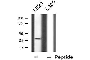 CD300LG Antikörper  (Internal Region)