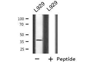 Western blot analysis of CD300LG using L929 whole cell lysates (CD300LG Antikörper  (Internal Region))