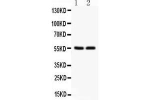 GLUT1 Antikörper  (AA 92-492)