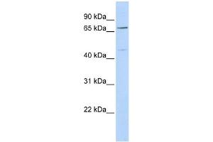 KLHL15 antibody used at 1 ug/ml to detect target protein. (KLHL15 Antikörper)