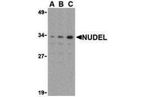 Western Blotting (WB) image for anti-NudE Nuclear Distribution E Homolog (A. Nidulans)-Like 1 (NDEL1) (N-Term) antibody (ABIN1031492) (NDEL1 Antikörper  (N-Term))