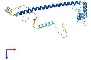 CLTB Protein (AA 1-229) (His tag)