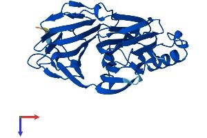 Pirin Protein (PIR) (AA 1-290) (His tag)