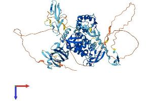 WWP2 Protein (AA 1-870) (His tag)