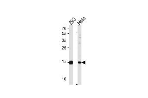 SUMO2/3 Antibody (C-term E69) (ABIN1882138 and ABIN2845503) western blot analysis in 293,Hela cell line lysates (35 μg/lane). (SUMO2/3 Antikörper  (C-Term))