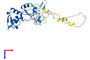 C11orf46 Protein (AA 1-260) (His tag)