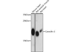 Western blot analysis of extracts of various cell lines, using Caveolin-3 antibody  at 1:3000 dilution. (Caveolin 3 Antikörper  (AA 1-100))